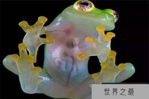 世界十大罕见动物 玻璃蛙能看到内脏,长耳跳鼠像是米老鼠