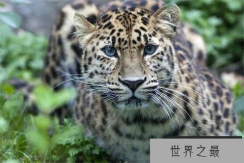 世界最著名十大动物 大熊猫上榜,爪哇犀牛喜欢独来独往