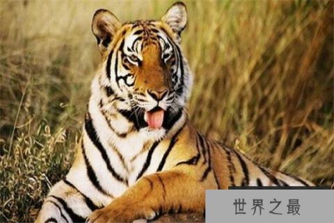 世界最著名十大动物 大熊猫上榜,爪哇犀牛喜欢独来独往