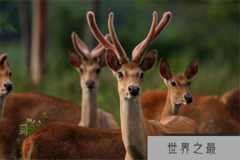 世界最著名十大动物 大熊猫上榜,爪哇犀牛喜欢独来独往