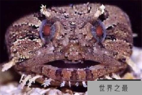 世界十大诡异的动物 新生指猴濒临灭绝，貘的鼻子神似猪鼻子