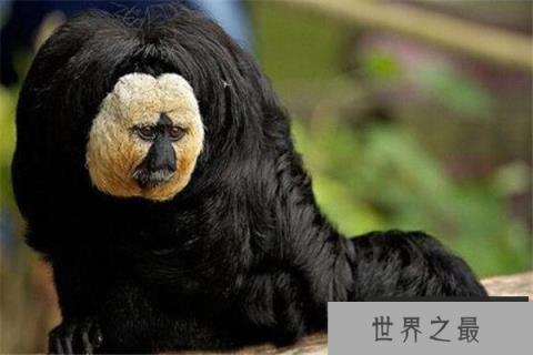 世界十大诡异的动物 新生指猴濒临灭绝，貘的鼻子神似猪鼻子