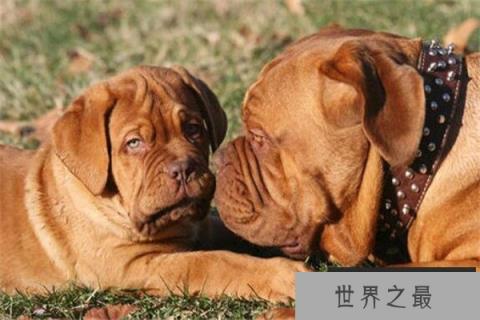 世界十大护卫犬 加纳利犬比藏獒还猛，第一养起来很贵