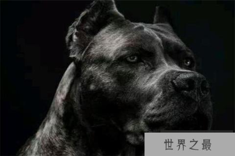 世界十大护卫犬 加纳利犬比藏獒还猛，第一养起来很贵