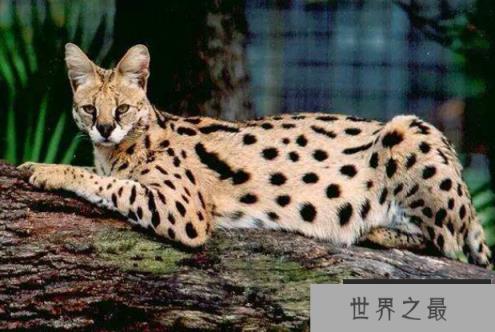 世界上十大最贵的猫 第一价格高达61万人民币