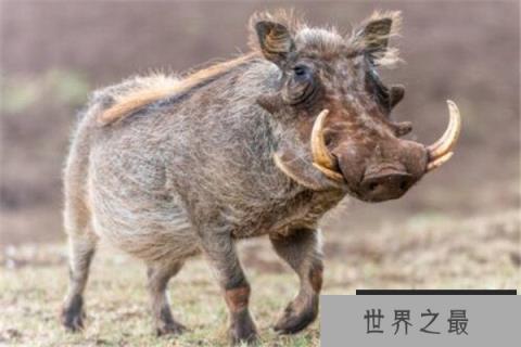 世界十大最丑的动物 安康鱼不仅丑还有点小瘆人