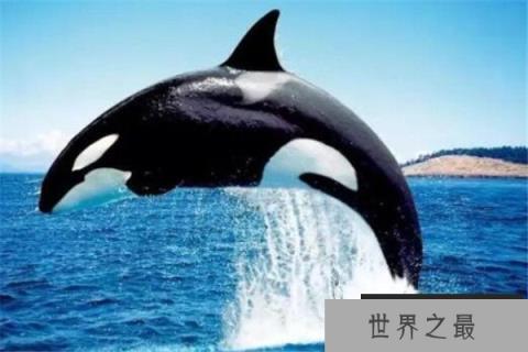 世界十大最凶猛动物 河马一口能咬死鳄鱼，猎人最怕巨型野猪