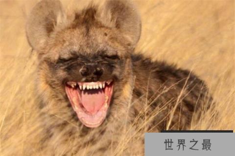 世界十大最凶猛动物 河马一口能咬死鳄鱼，猎人最怕巨型野猪