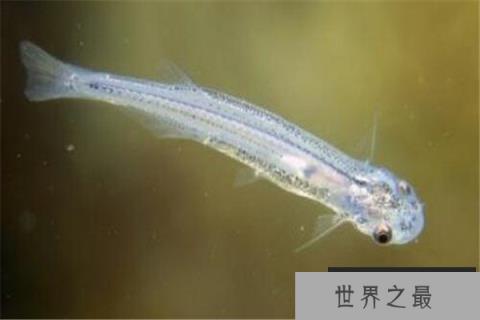 世界十大奇怪的鱼 水滴鱼以长得丑闻名,最后一个攻击性很强