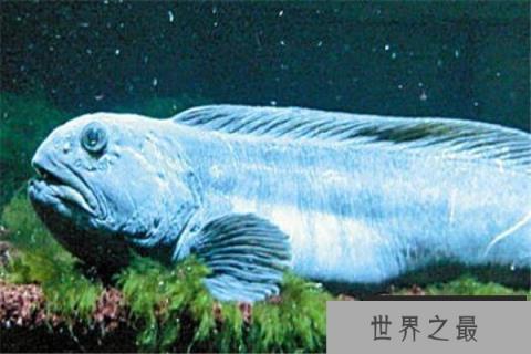 世界十大奇怪的鱼 水滴鱼以长得丑闻名,最后一个攻击性很强