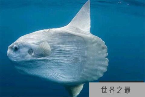 世界十大奇怪的鱼 水滴鱼以长得丑闻名,最后一个攻击性很强