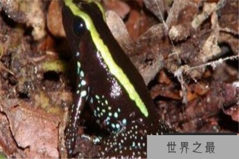 世界十大毒青蛙 KOKOE箭蛙叫声像鸟，黄金箭蛙三分钟让人毙命