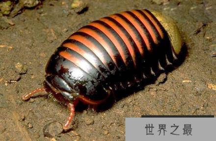 赤焰金龟真的存在吗?世界竟真的有赤焰金龟这种生物!