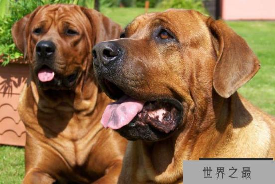 世界十大最凶猛狗 比特犬最凶猛,藏獒仅列第五