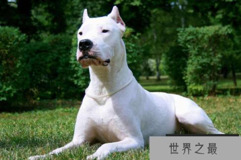 世界十大最凶猛狗 比特犬最凶猛,藏獒仅列第五