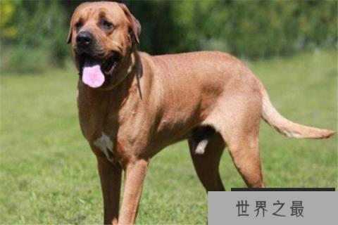 世界十大恶犬 加纳利犬致人死亡次数最多，第三竟然是国宝
