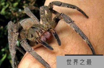 世界十大毒蜘蛛 第四名叫黑寡妇，第一极具攻击性