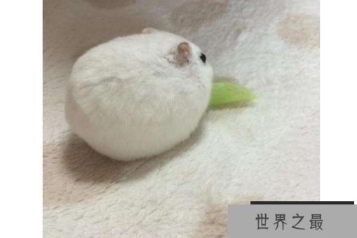 世界十大最圆的动物 每一个都可爱到爆，你都见过吗