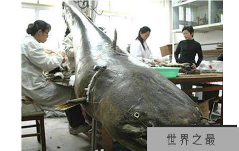 世界最凶猛的十大淡水鱼 第一能咬断人的手指，第五力大无穷