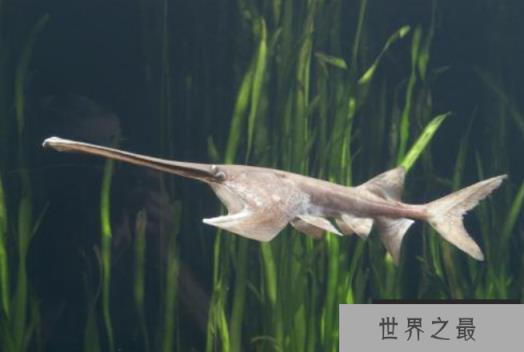 世界最凶猛的十大淡水鱼 第一能咬断人的手指，第五力大无穷