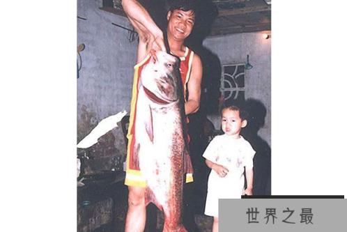 世界最凶猛的十大淡水鱼 第一能咬断人的手指，第五力大无穷