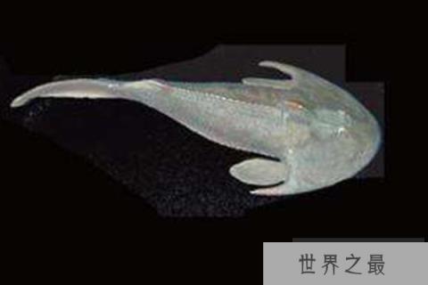 七大史前动物
