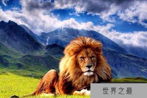 世界上十大动物明星