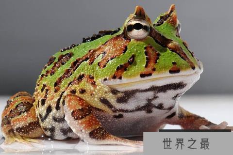 世界十大怪异青蛙