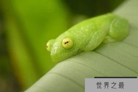 世界十大怪异青蛙