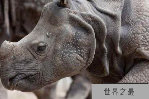 世界上十大珍稀动物