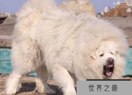 稀有藏獒神秘海蓝兽，皮毛泛光似移动的冰山(真实存在)