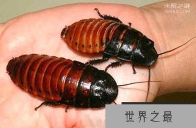 蟑螂怕什么?蟑螂大约有6000多种竟只有50种是害虫