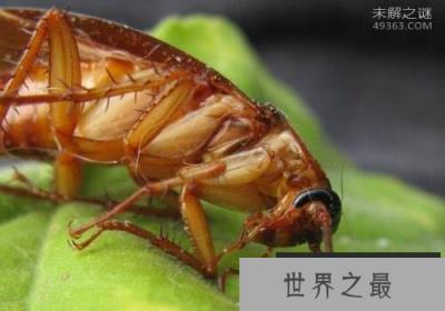 蟑螂怕什么?蟑螂大约有6000多种竟只有50种是害虫