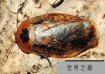 蟑螂怕什么?蟑螂大约有6000多种竟只有50种是害虫