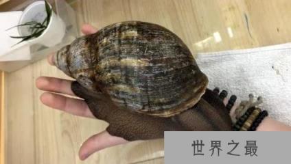 世界上最大的蜗牛，非洲大蜗牛比手掌还大(长39.3cm/重900g)
