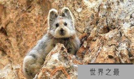 来自“星星”的神奇动物，它们竟是地球居民