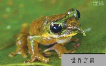 来自“星星”的神奇动物，它们竟是地球居民