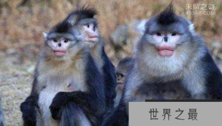 来自“星星”的神奇动物，它们竟是地球居民