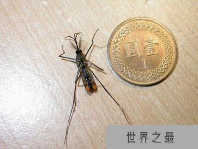 现存世界上最大的蚊子，华丽巨蚊体长约35mm(不吸血)