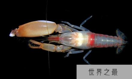 枪虾：自然界中自带“枪支”的奇特动物
