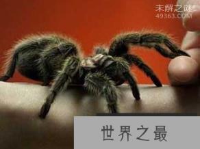 八种超能力蜘蛛 鸟粪蜘蛛是伪装高手