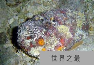 10大危险海洋动物：水母刺伤痛苦与雷击相似
