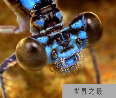毛骨悚然！自然界十大怪异昆虫