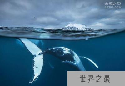 北极露脊鲸寿命可达268岁,每两年生育一个鲸宝宝