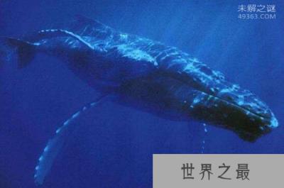 北极露脊鲸寿命可达268岁,每两年生育一个鲸宝宝