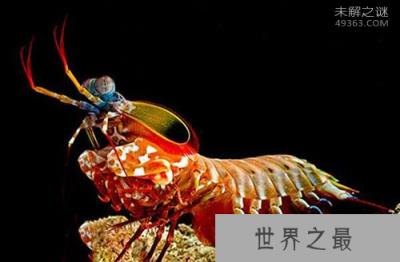 天空蓝魔虾vs雀尾螳螂虾谁厉害?谁才是世界上最凶猛的虾