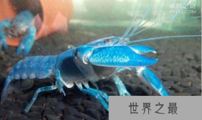 天空蓝魔虾vs雀尾螳螂虾谁厉害?谁才是世界上最凶猛的虾