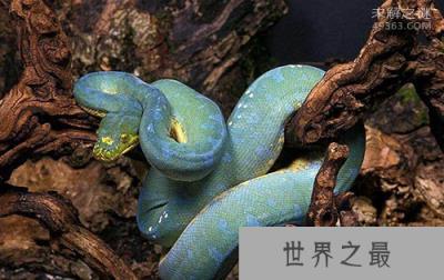 最神秘莫测的毒蛇之一，它们还不只是单纯的蓝色