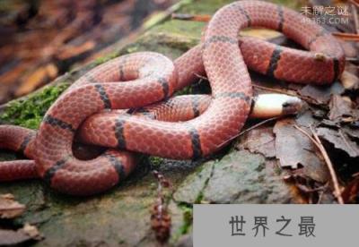 最神秘莫测的毒蛇之一，它们还不只是单纯的蓝色