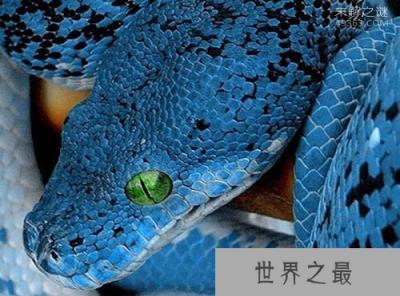 最神秘莫测的毒蛇之一，它们还不只是单纯的蓝色